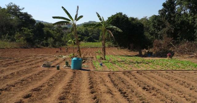 Innovating Agriculture: Soil-Free Systems Revolutionize Crops